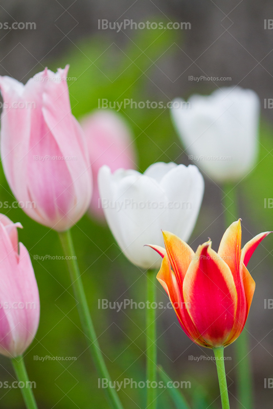 Tulips 019