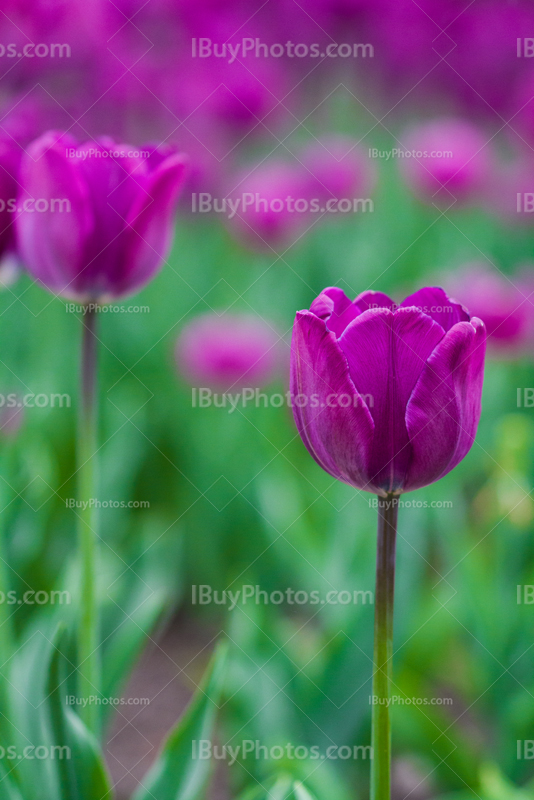 Tulips 020
