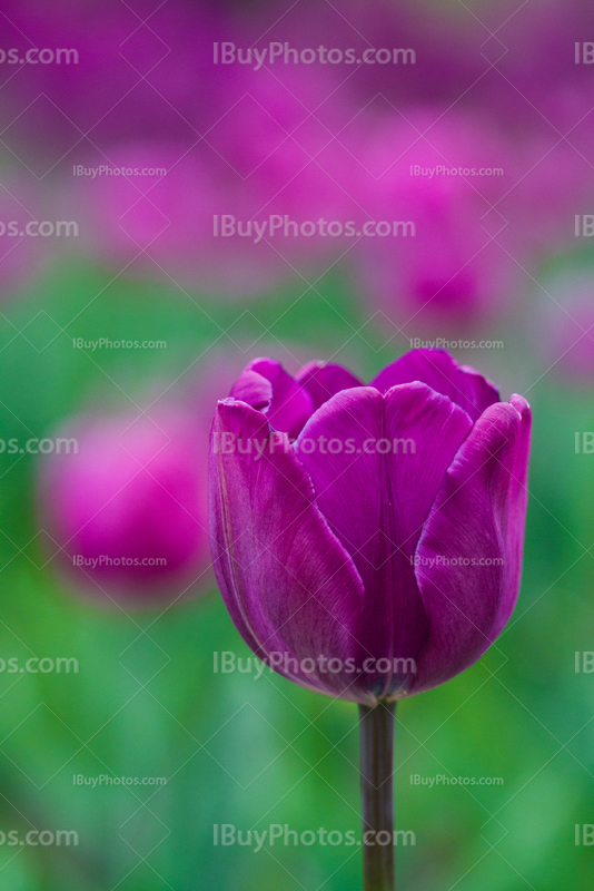 Tulips 021