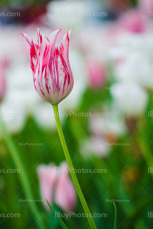 Photo: Tulipe Rose Blanche 022 | IBuyPhotos