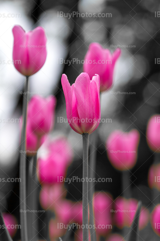 Photo: Tulipes Roses Noir Et Blanc 023 | IBuyPhotos