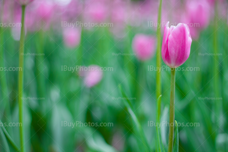 Tulips 024