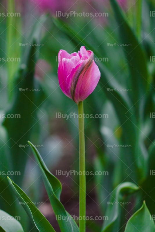 Tulips 025