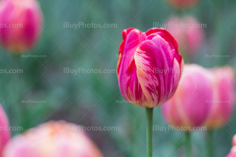 Tulips 026