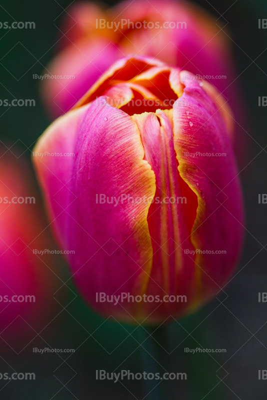 Tulips 030