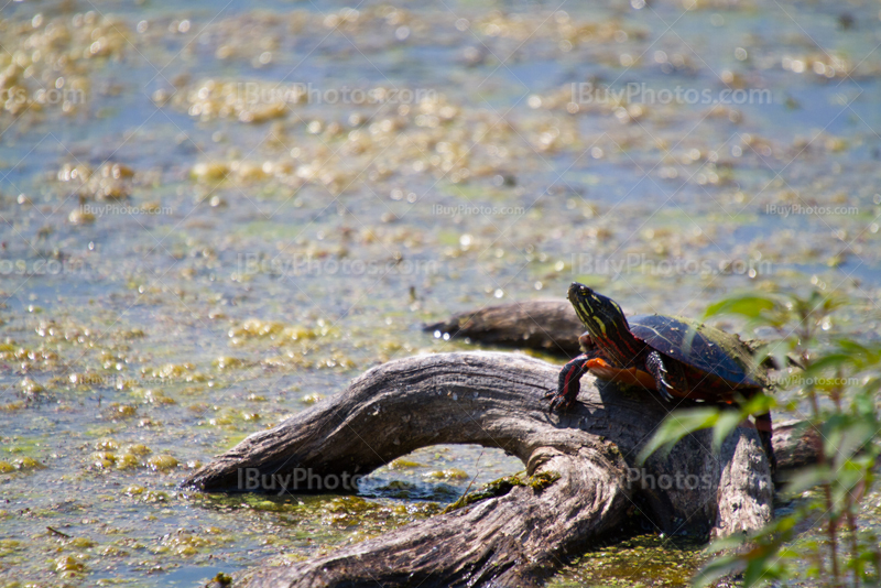 Red-Eared Slider turtle on stump in pond with silt and alga in water