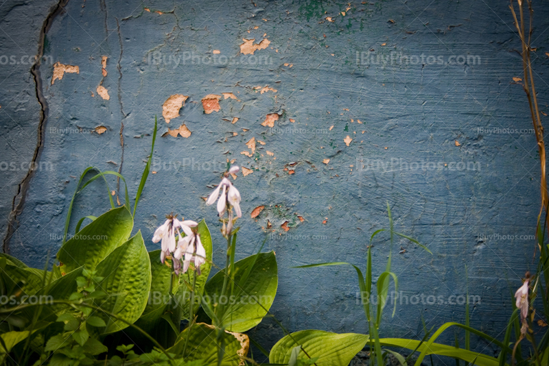 Vieux mur qui s'effrite, peinture bleue avec plantes vertes