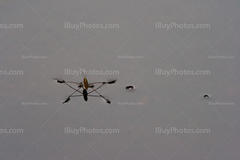 Water strider walking on grey water