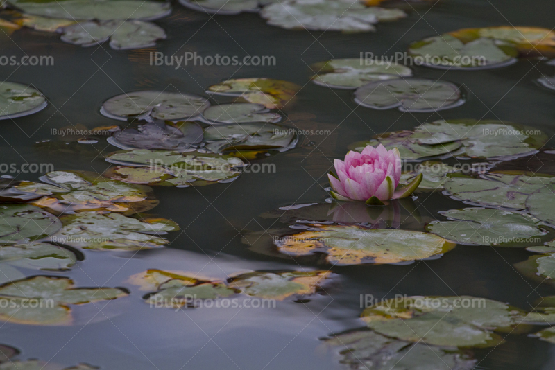 Waterlily in pond with flower, swamp plant