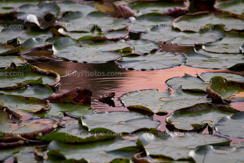 Nénuphar avec reflet du coucher de soleil dans eau