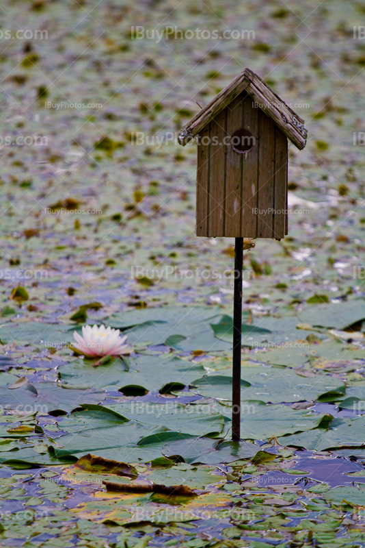 Nest box on pole in lake with waterlilies