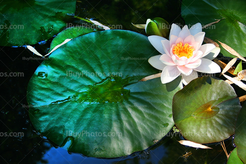 Waterlily flower on water in lake