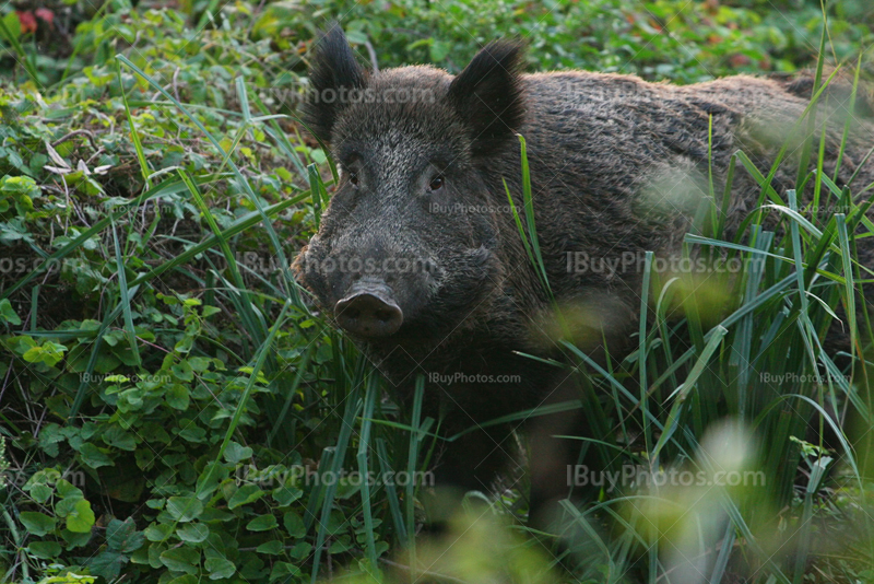 Wild boar in bushes with reed and leaves