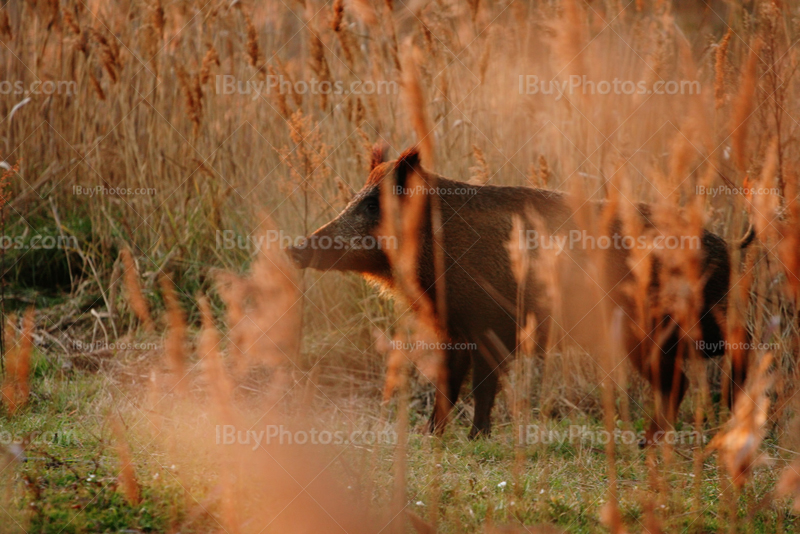 Wild board in South of France in Camargue at sunset among reed