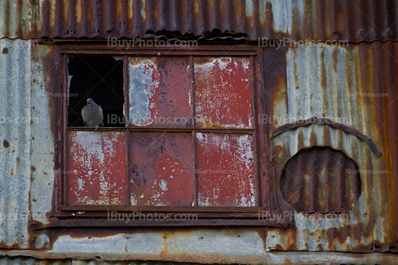 Sealed up window, rusty corrugated iron and pigeon