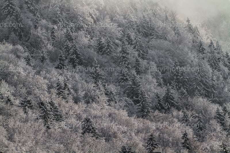 Paysage forêt en hiver avec neige sur arbres