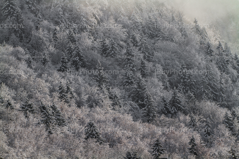 Winter forest landscape with snow on trees