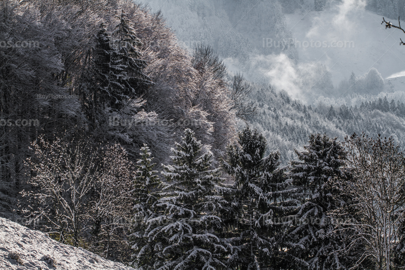 Snowy forest in mountains with mist