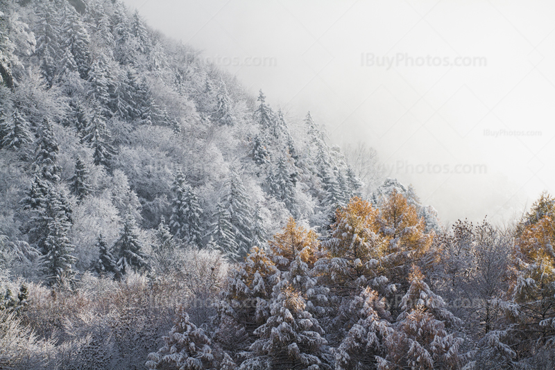 Winter forest and Autumn colors trees