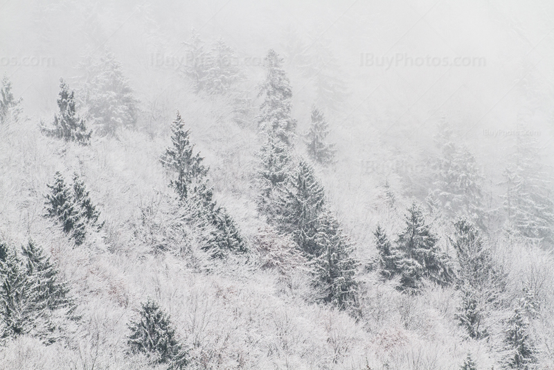 Arbres couverts de neige dans forêt en hiver