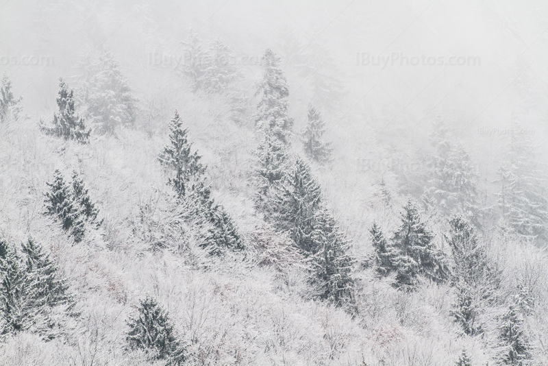 Snow covered trees in forest in winter time