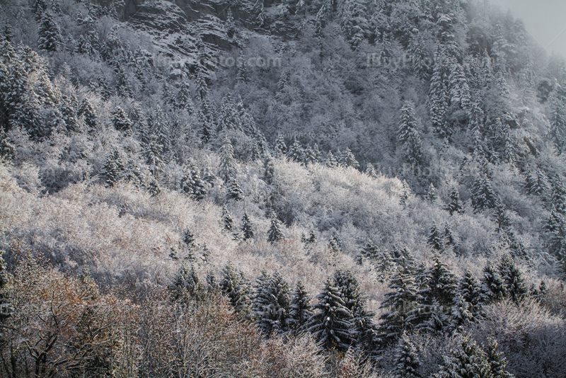 Snow covered trees in winter in forest