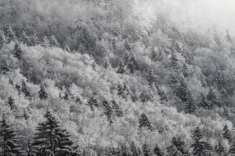 Cime des arbres avec neige en hiver