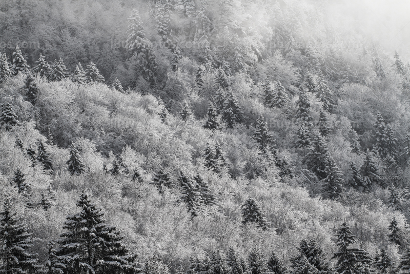 Tree tops with snow in winter