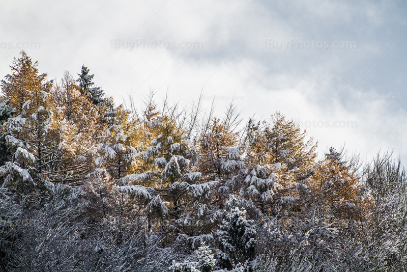 Winter trees in the mist