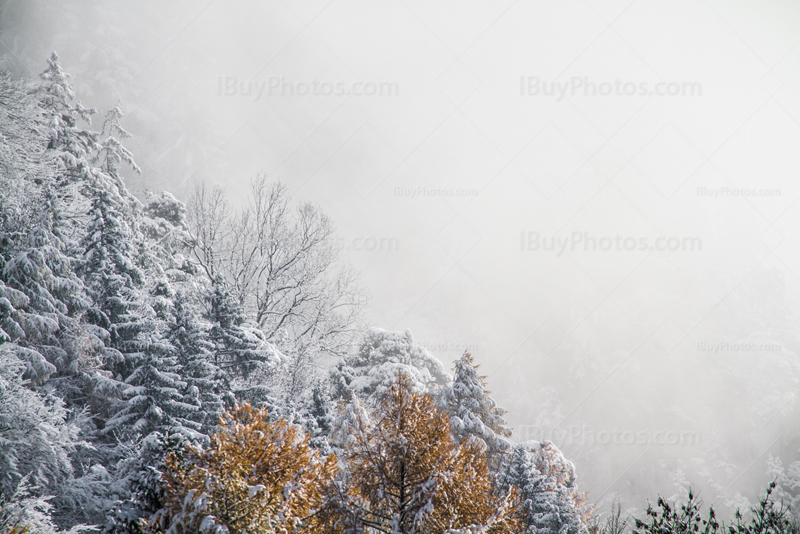 Cime arbres en hiver dans brûme