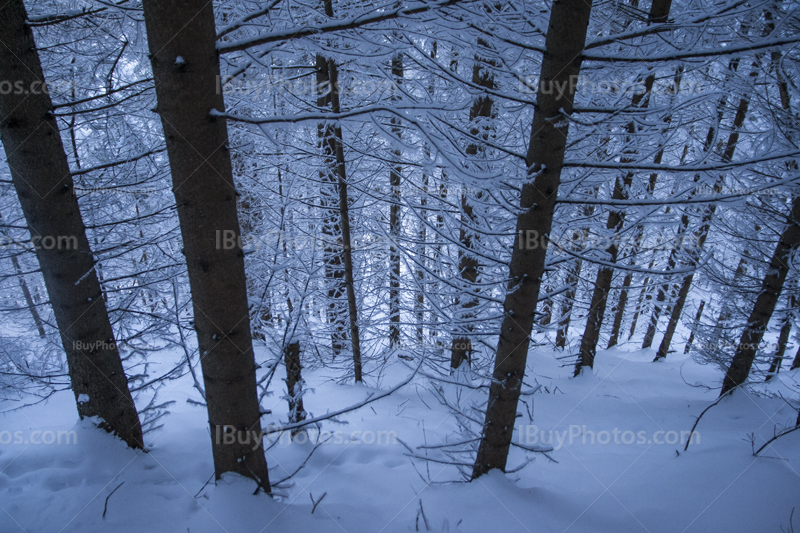 Winter forest 011