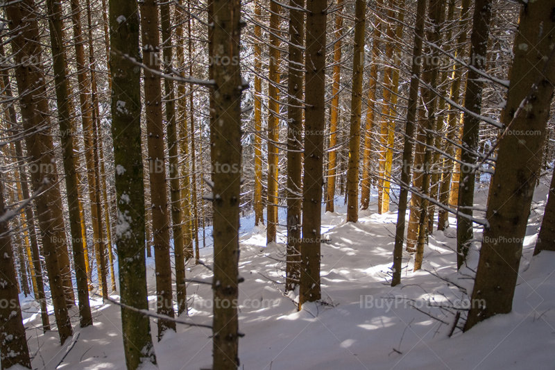 Winter forest 012
