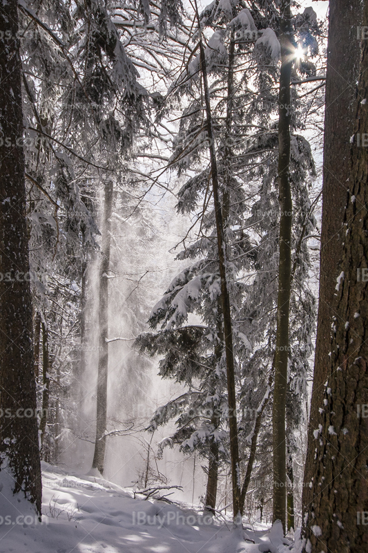 Winter forest 015