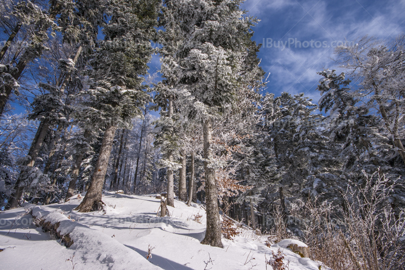 Winter forest 016