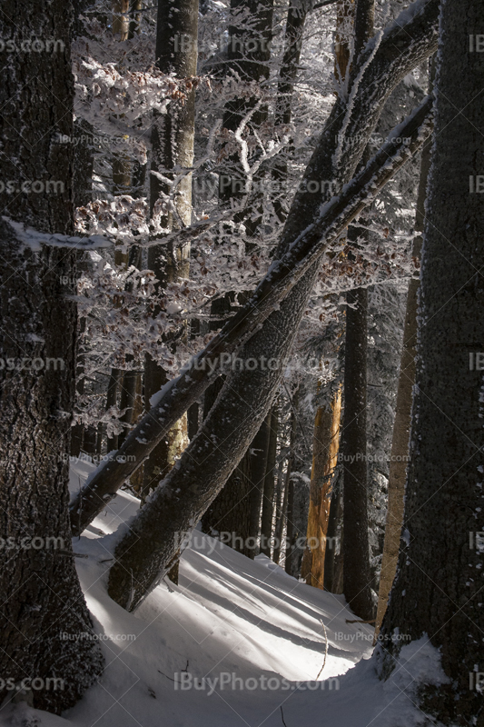 Winter forest 018