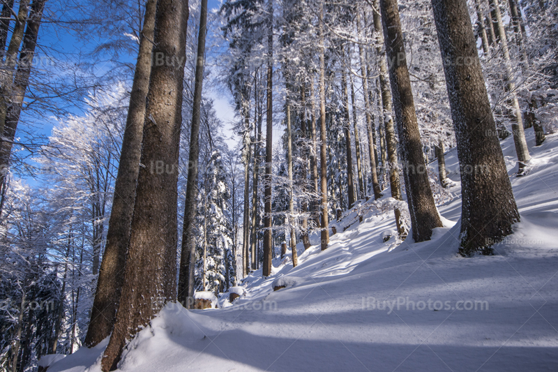 Winter forest 019