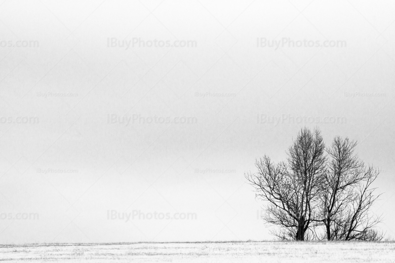 Paysage hivernal avec arbre dans champ avec neige et nuages gris