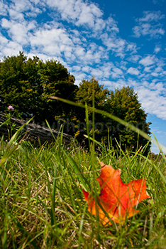 Feuille d'érable rouge sur herbe en Automne