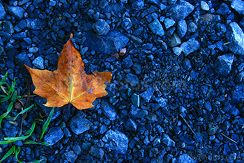 Orange maple leaf on gravels during fall season