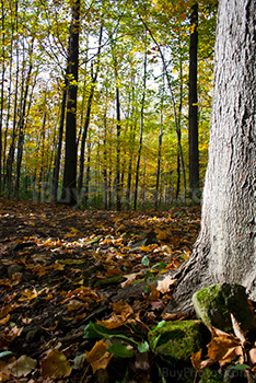 Forêt en Automne avec des érables et feuilles sur le sol