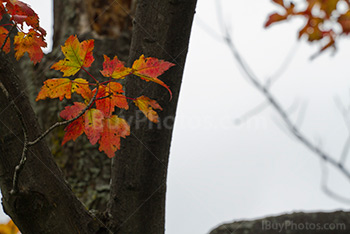 Feuilles de couleur sur une branche en Automne