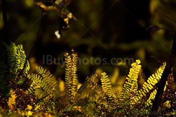 Sunlight on bracken leaves in Autumn