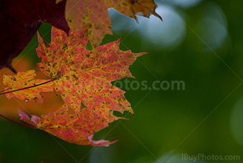 Orange autumn leaves on branch