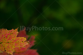 Feuilles d'Automne oranges sur fond vert