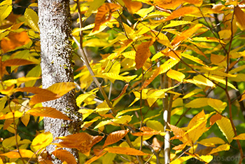 Feuillage de saison d'Automne avec feuilles jaunes