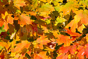 Fall season colors with orange and red maple leaves