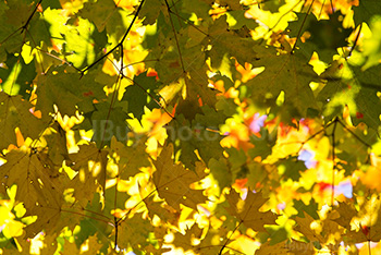 Feuillage jaune et vert avec soleil et ombres