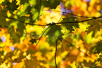 Feuille d'érable verte avec feuilles jaunes en arrière plan