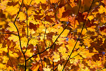 Autumn yellow and orange foliage