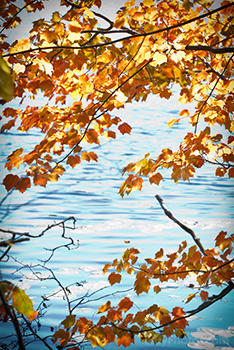 Autumn leaves on water background, yellow foliage